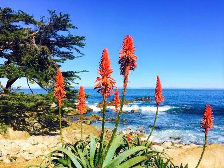 Holiday home Mv 14: Retreat Close To The And Carmel-by-the-Sea